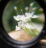 krabilice zápašná <i>(Chaerophyllum aromaticum)</i> / Květ/Květenství