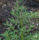 merlík sivý <i>(Chenopodium glaucum)</i> / Habitus