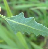 merlík sivý <i>(Chenopodium glaucum)</i> / List