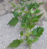 merlík zvrhlý <i>(Chenopodium hybridum)</i> / Habitus