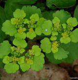 mokrýš střídavolistý <i>(Chrysosplenium alternifolium)</i>