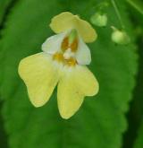 netýkavka malokvětá <i>(Impatiens parviflora)</i>