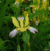 kosatec různobarvý <i>(Iris variegata)</i> / Habitus