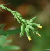 locika dubová <i>(Lactuca quercina)</i> / Květ/Květenství