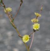 locika kompasová <i>(Lactuca serriola)</i> / Květ/Květenství
