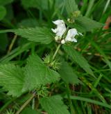 hluchavka bílá <i>(Lamium album)</i> / Habitus