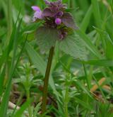 hluchavka nachová <i>(Lamium purpureum)</i> / Habitus