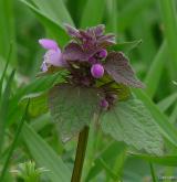 hluchavka nachová <i>(Lamium purpureum)</i> / Habitus