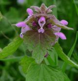 hluchavka nachová <i>(Lamium purpureum)</i> / Květ/Květenství
