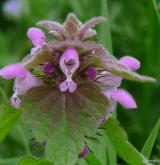 hluchavka nachová <i>(Lamium purpureum)</i> / Květ/Květenství