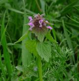 hluchavka nachová <i>(Lamium purpureum)</i> / Habitus