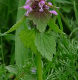 hluchavka nachová <i>(Lamium purpureum)</i> / Habitus