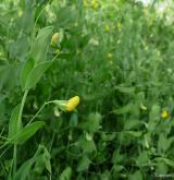 hrachor pačočkový <i>(Lathyrus aphaca)</i>