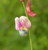 hrachor černý <i>(Lathyrus niger)</i> / Květ/Květenství