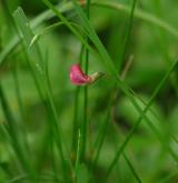 hrachor trávolistý <i>(Lathyrus nissolia)</i> / Květ/Květenství