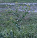 řeřicha prorostlá <i>(Lepidium perfoliatum)</i> / Habitus