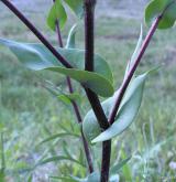 řeřicha prorostlá <i>(Lepidium perfoliatum)</i> / Stonek