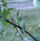řeřicha prorostlá <i>(Lepidium perfoliatum)</i> / List