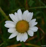 kopretina irkutská <i>(Leucanthemum ircutianum)</i> / Květ/Květenství