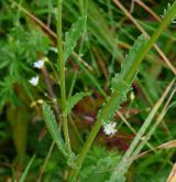 kopretina irkutská <i>(Leucanthemum ircutianum)</i> / Stonek