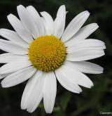 kopretina irkutská <i>(Leucanthemum ircutianum)</i> / Květ/Květenství