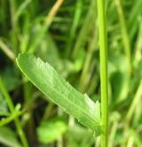 kopretina irkutská <i>(Leucanthemum ircutianum)</i> / List