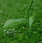 kopretina irkutská <i>(Leucanthemum ircutianum)</i> / List
