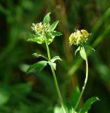 štírovník bažinný <i>(Lotus uliginosus)</i> / Habitus