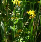 štírovník bažinný <i>(Lotus uliginosus)</i> / Habitus