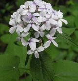 měsíčnice vytrvalá <i>(Lunaria rediviva)</i>