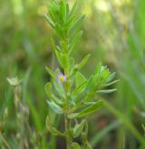 kyprej yzopolistý <i>(Lythrum hyssopifolia)</i> / Habitus