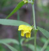 černýš lesní <i>(Melampyrum sylvaticum)</i> / Květ/Květenství
