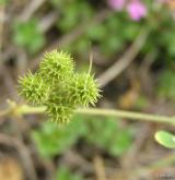 tolice nejmenší <i>(Medicago minima)</i> / Plod