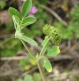 tolice nejmenší <i>(Medicago minima)</i> / Plod