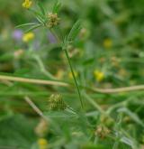 tolice nejmenší <i>(Medicago minima)</i> / Habitus