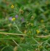 tolice nejmenší <i>(Medicago minima)</i> / Habitus