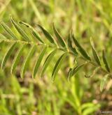 vičenec ligrus <i>(Onobrychis viciifolia)</i>