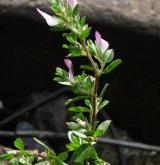 jehlice plazivá <i>(Ononis repens)</i> / Habitus