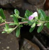 jehlice plazivá <i>(Ononis repens)</i> / Habitus