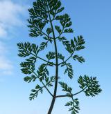 paprska velkokvětá <i>(Orlaya grandiflora)</i> / List