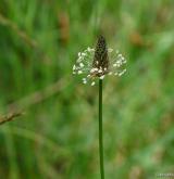jitrocel kopinatý <i>(Plantago lanceolata)</i> / Květ/Květenství