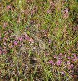 Suchá vřesoviště nížin a pahorkatin <i>(Euphorbio cyparissiae-Callunion vulgaris)</i> / Detail porostu