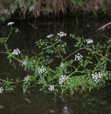 halucha vodní <i>(Oenanthe aquatica)</i> / Habitus