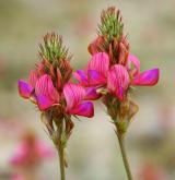 vičenec písečný <i>(Onobrychis arenaria)</i> / Květ/Květenství