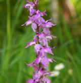 vstavač mužský <i>(Orchis mascula)</i> / Květ/Květenství