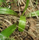 vstavač mužský <i>(Orchis mascula)</i> / List