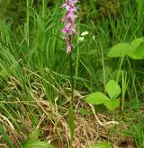 vstavač mužský <i>(Orchis mascula)</i> / Habitus