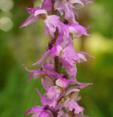 vstavač mužský <i>(Orchis mascula)</i> / Květ/Květenství