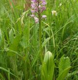 vstavač vojenský <i>(Orchis militaris)</i> / Habitus