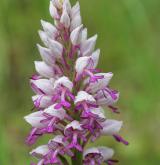 vstavač vojenský <i>(Orchis militaris)</i> / Květ/Květenství